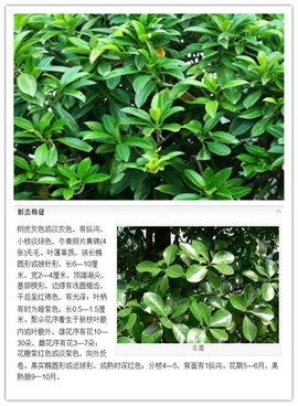 大埔秤星树(植物)