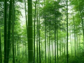 蔡伦竹海风景区_360百科