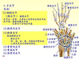 手关节_360百科