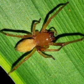 千岛管巢蛛动物