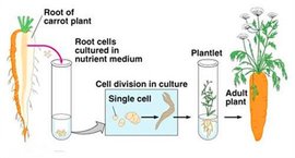 植物细胞全能性