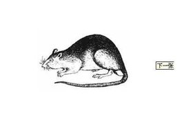 老鼠药成分(图1)