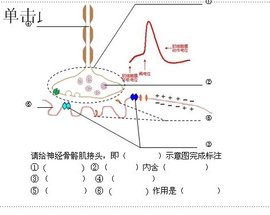 运动终板_360百科