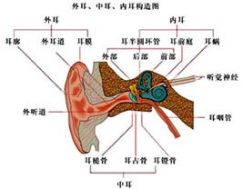 耳前庭_360百科