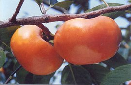 西村早生 360百科 西村早生 360百科