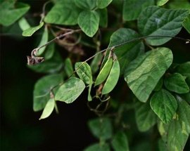 小叶野扁豆植物