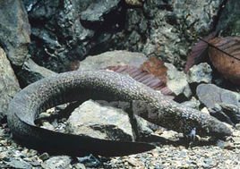 大鳗螈