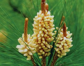 松花 360百科 松花 360百科