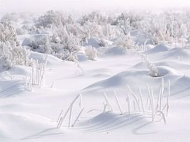 雪白_360百科