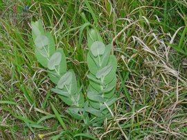 神仙对坐草生物