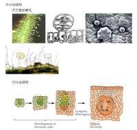 分泌结构  免费编辑   添加义项名