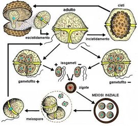 原甲藻属 (原生动物)