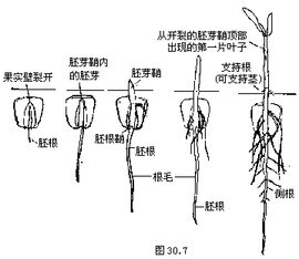 胚根鞘_360百科
