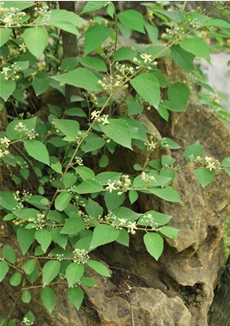 小花扁担杆植物