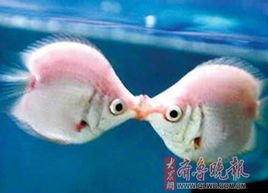 接吻鱼_360百科