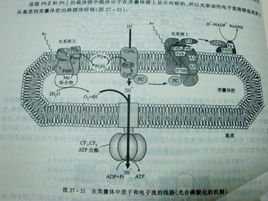 光解作用