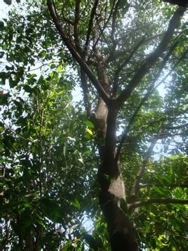 牛头栴檀 360百科 牛头栴檀 360百科