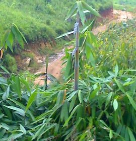甜龙竹_360百科