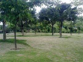 石马桃花公园