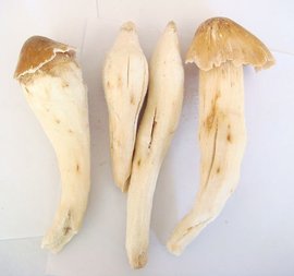 鸡枞菌_360百科