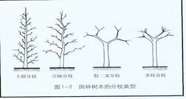 合轴分枝_360百科