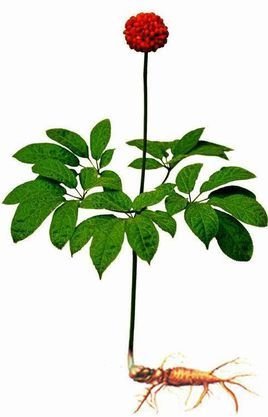田七_360百科