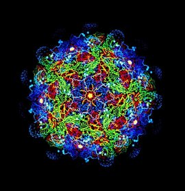 口陈问干船多国操术举际代蹄疫病毒  免费编辑   添加义项名