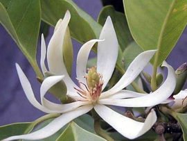 白兰花 植物 360百科