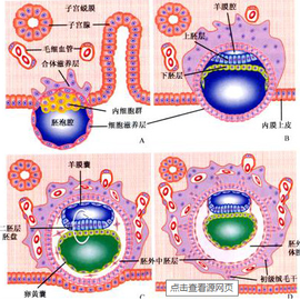 内胚层