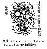 Tourant Root 双韧维管束_360百科