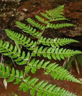 觀光鱗毛蕨 (植物)