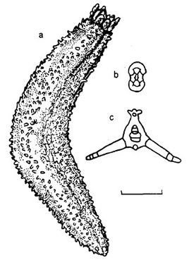 參,actinocucumis typicus(ludwig,1875),是瓜參科輻瓜參屬的一種海參