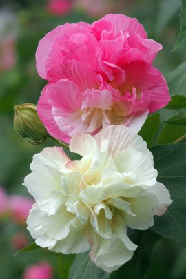 芙蓉花 植物名称 360百科