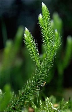 石松科_360百科