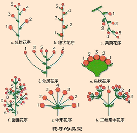 柔荑花序_360百科