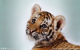 怎么画可爱的小老虎 t01ab2713231422063f.jpg?size=268x168