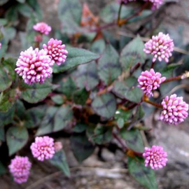 头花蓼 360百科 头花蓼 360百科