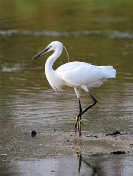 白鹭 鹳形目鹭科白鹭属鸟类 360百科 白鹭 鹳形目鹭科白鹭属鸟类 360百科