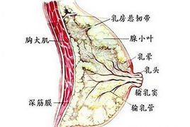 乳腺