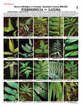 蕨类_360百科