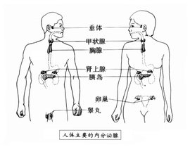 内分泌腺  免费编辑   添加义项名