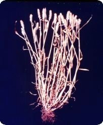 矮化育种_360百科