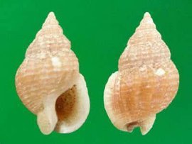 半褶织纹螺(动物)