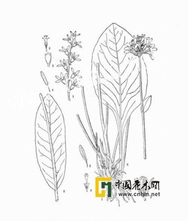 合苞橐吾_360百科