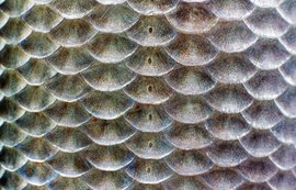 鱼鳞 360百科 鱼鳞 360百科