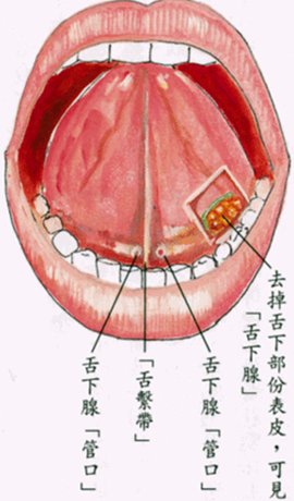 舌下腺 360百科