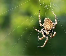 长脸艾蛛(动物)