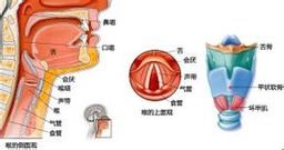 喉室_360百科