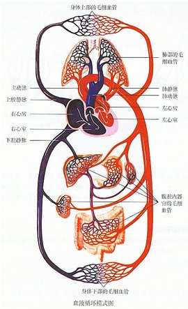 血液循环 360百科