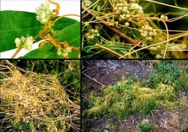 原野菟絲子植物